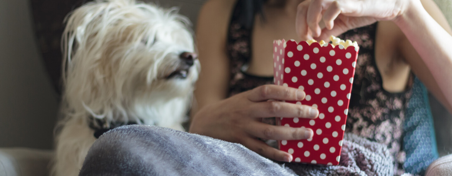 Is it bad for shop dogs to eat popcorn